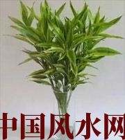 丹东十二生肖养什么植物最旺财运？你知道吗！